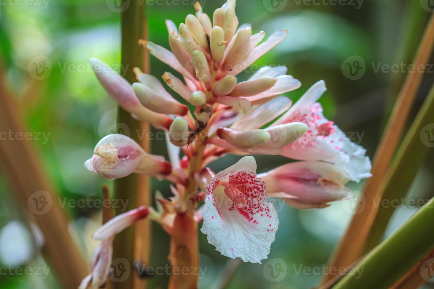 Shell ginger flower 890381 Stock Photo at Vecteezy