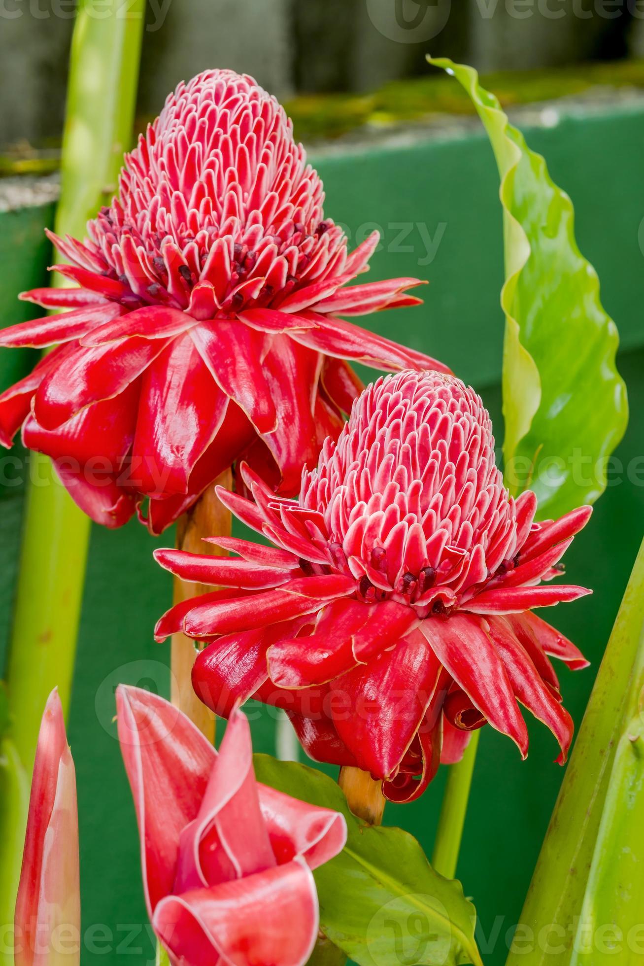 Torch ginger flower 890634 Stock Photo at Vecteezy