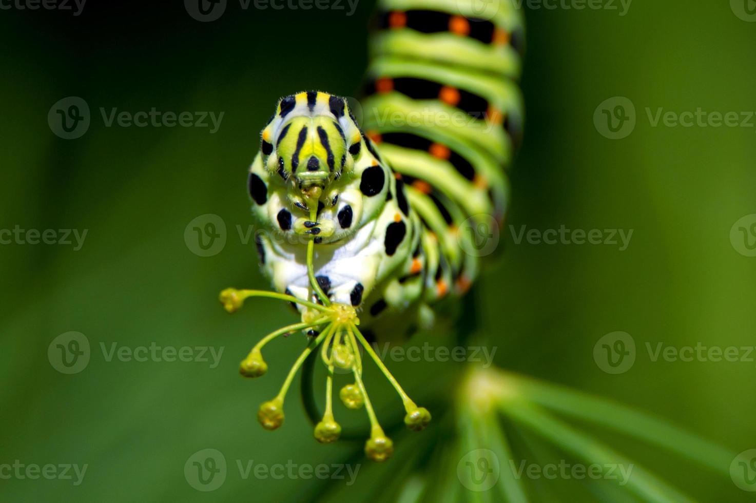 Caterpillar of the Old World Swallowtail (Papilio machaon), a closeup photo