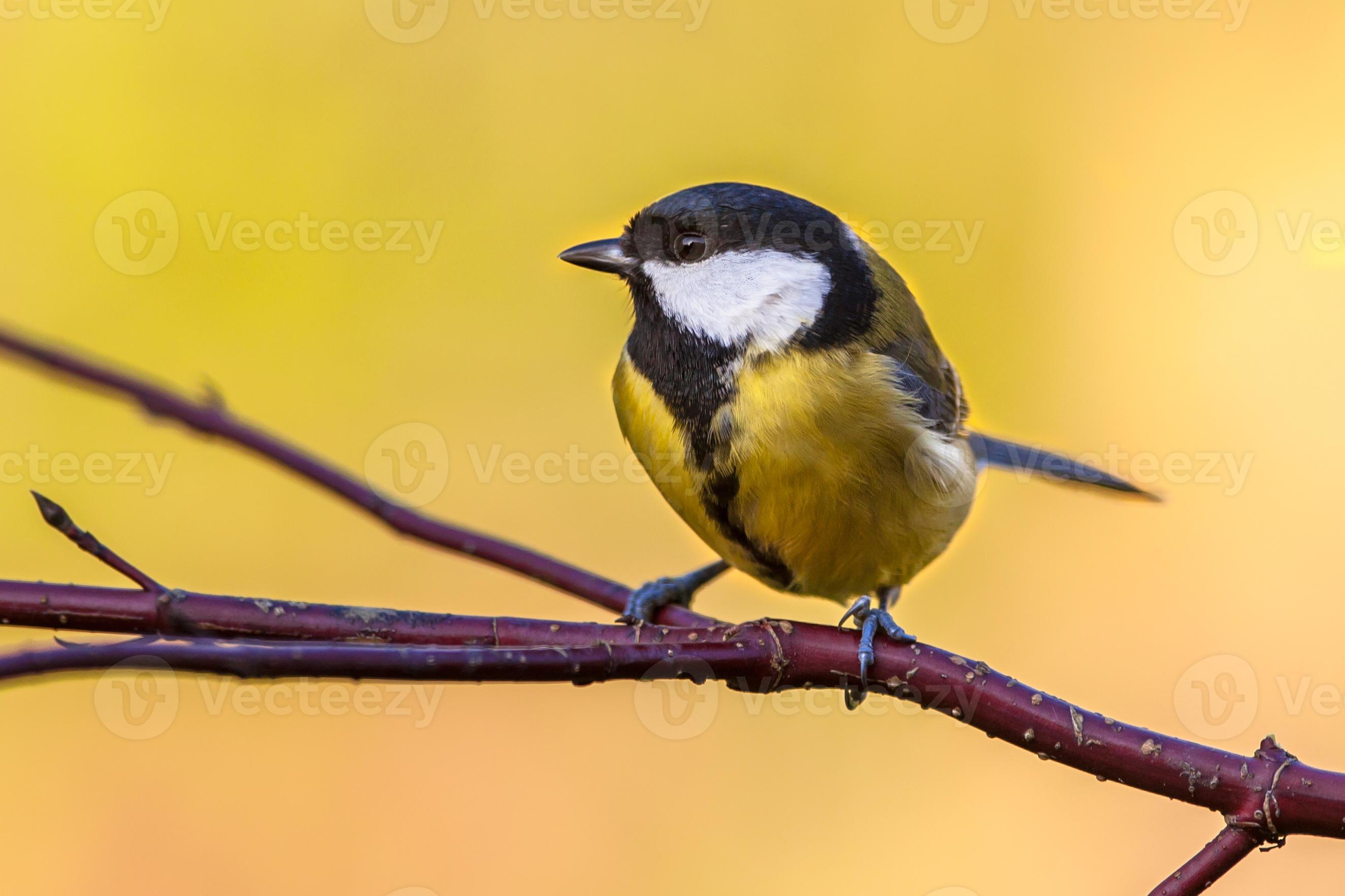 Lee Tit