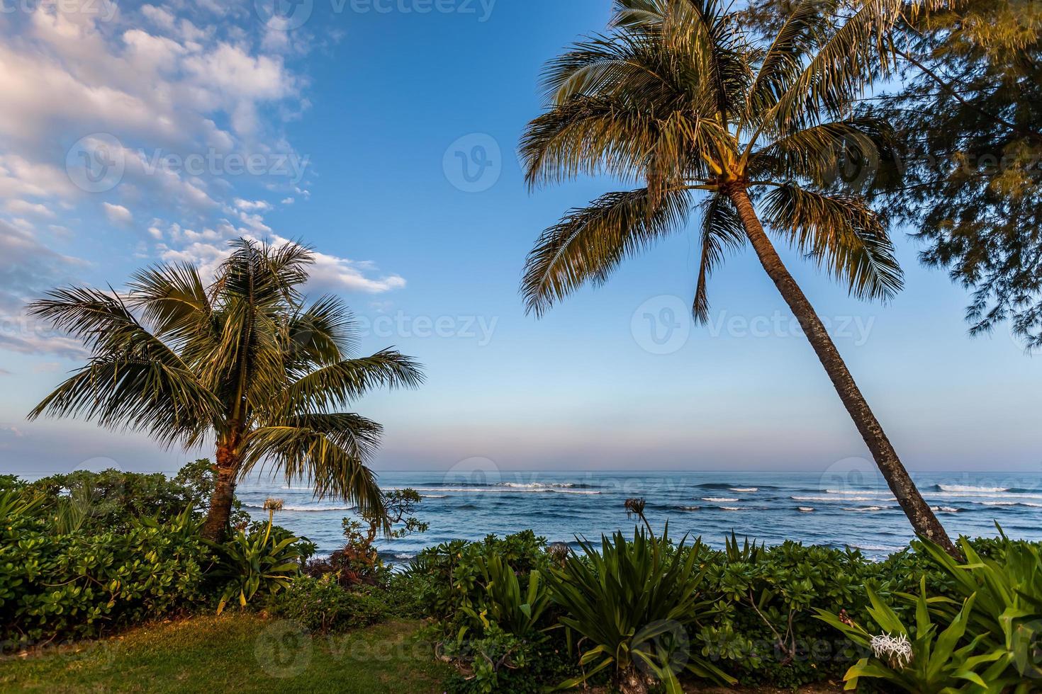 Palm trees along the coast photo