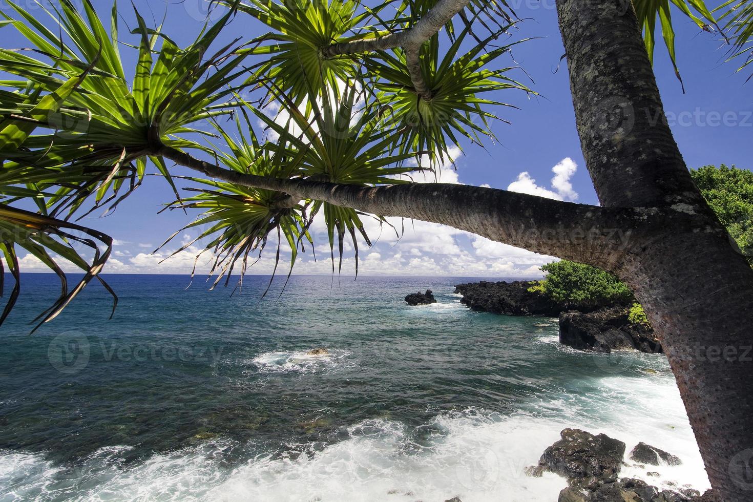Palm tree, northern coastline,road to Hana, Maui, Hawaii photo