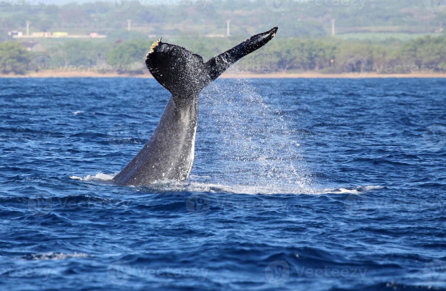 Whale waving with its tail photo