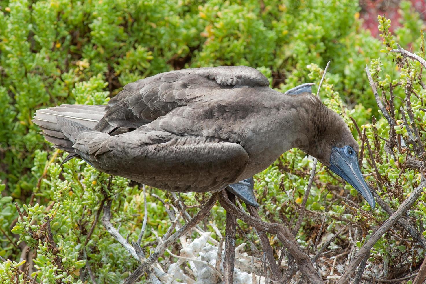 animales de galápagos foto