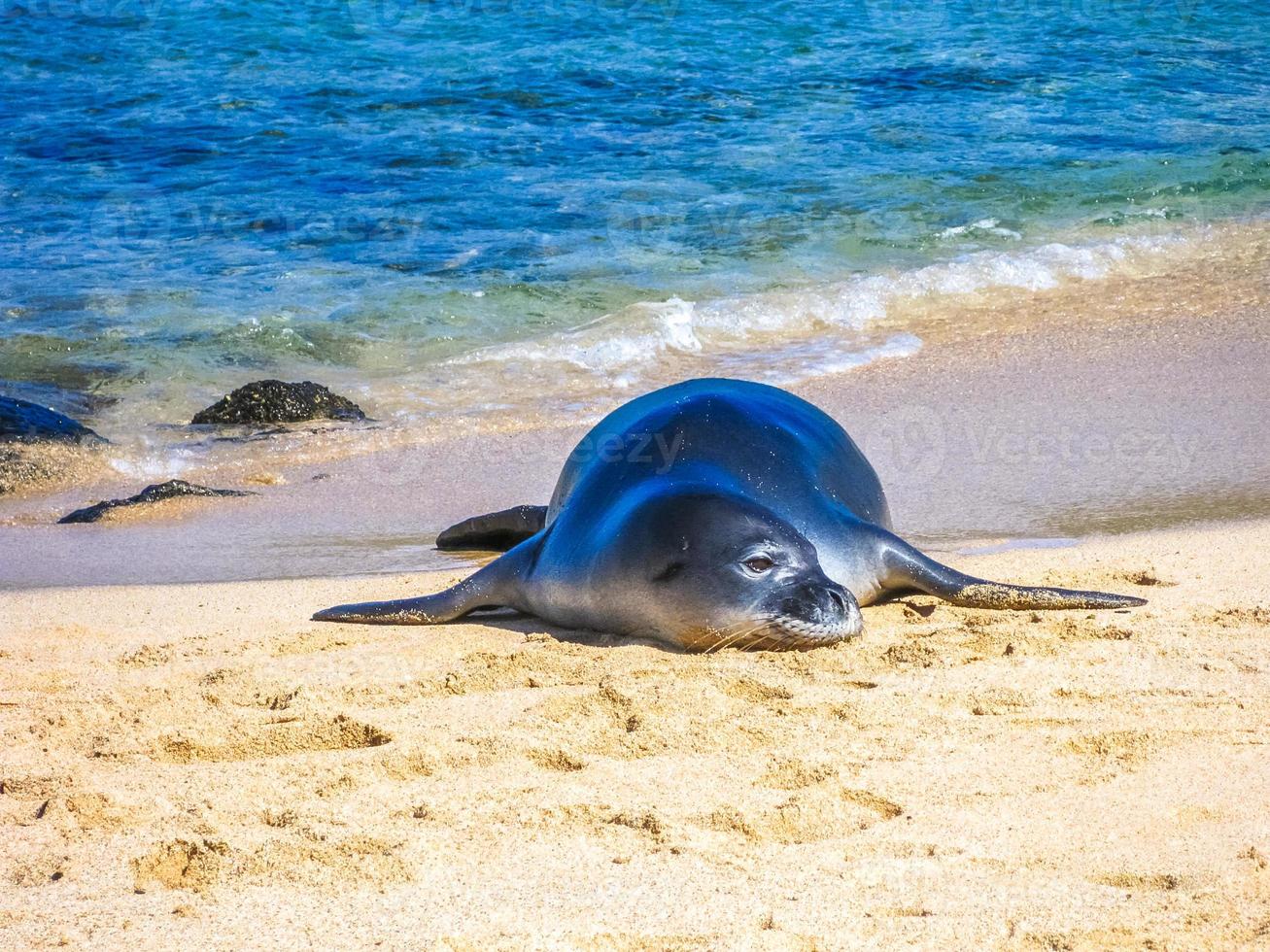 Seal on beach photo