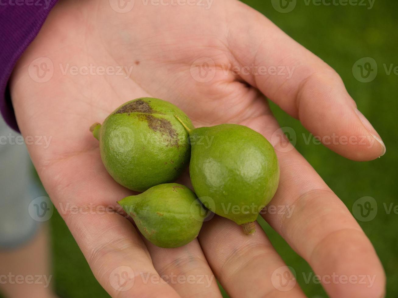 Nueces de macadamia foto