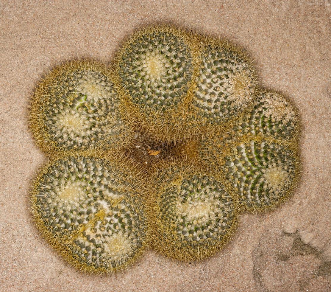 Mammillaria pringlei (family: Cactaceae) photo