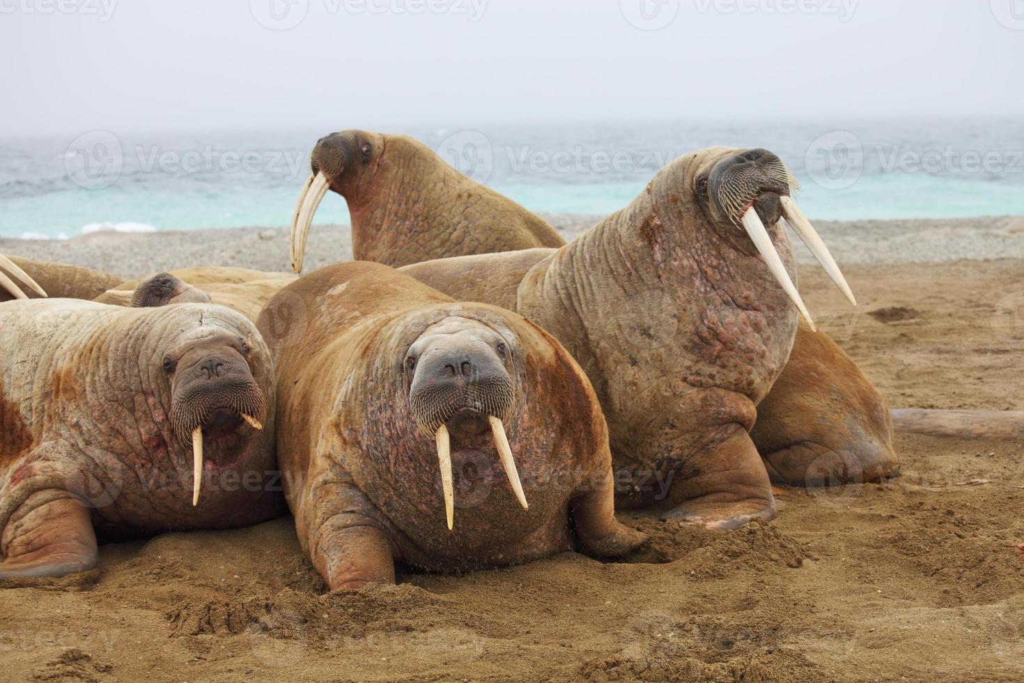 Walrus family photo