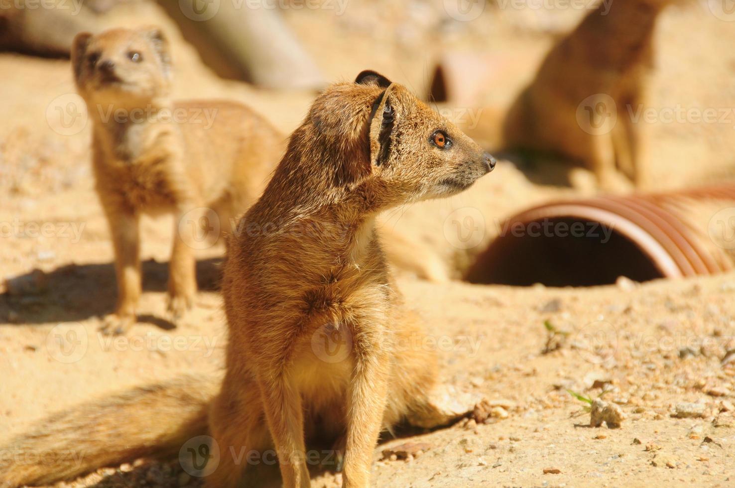 Yellow Mongoose Family 1806 Stock Photo Yellow Mongoose Family 1806 Stock Photo