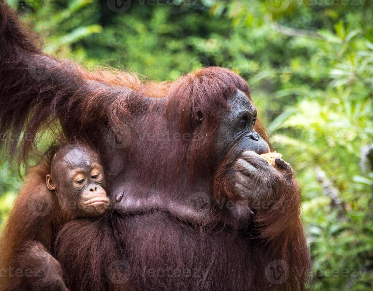 familia de orangutanes de borneo foto