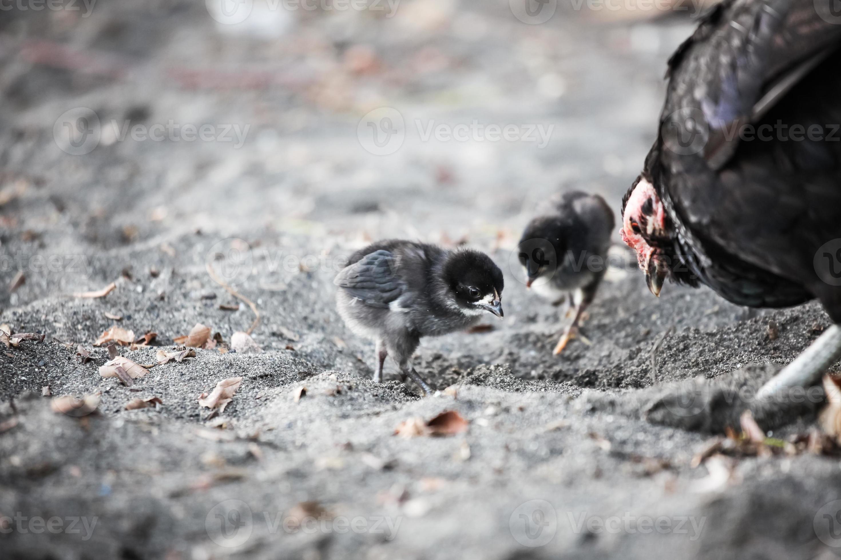 Chicken family searching food at beach photo