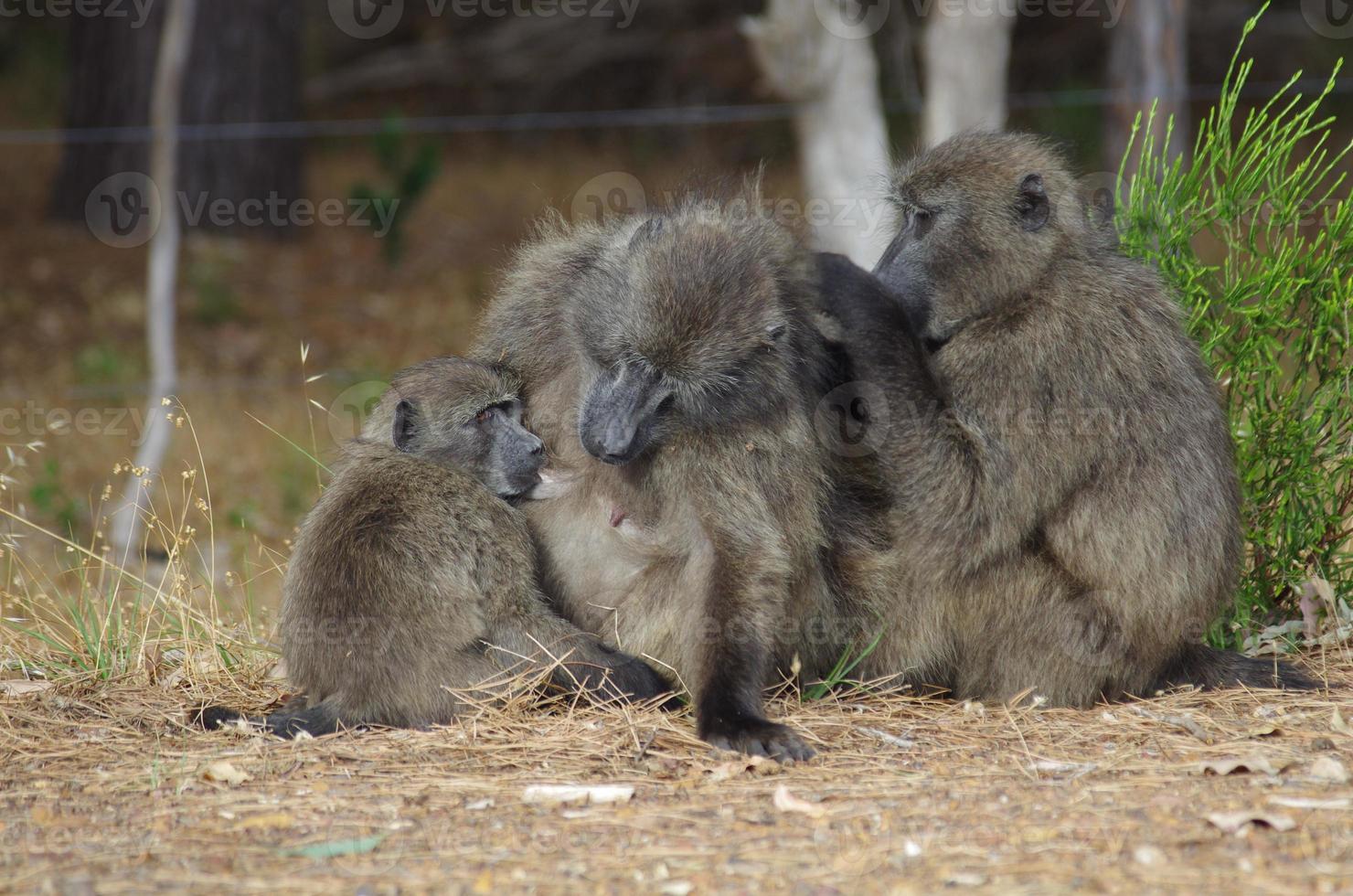 Baboon family grooming with baby breastfeeding 894782 Stock Photo at