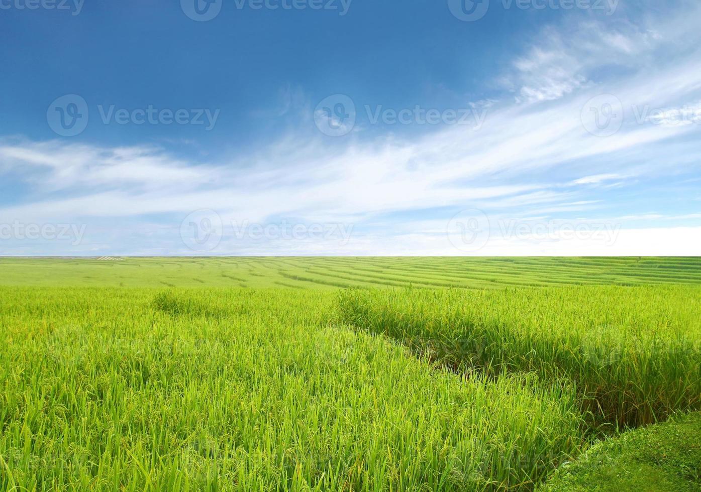 hermoso campo de arroz y cielo azul foto
