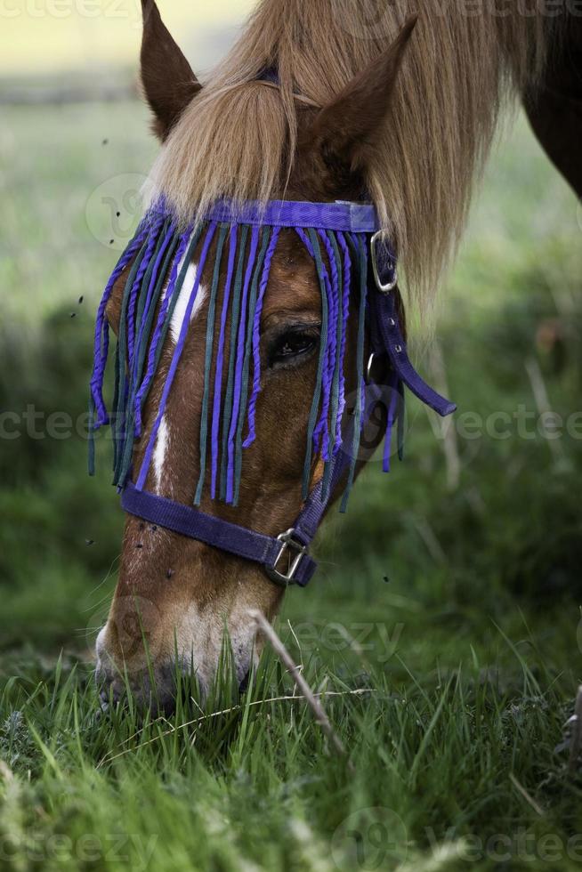 Horse portrait photo