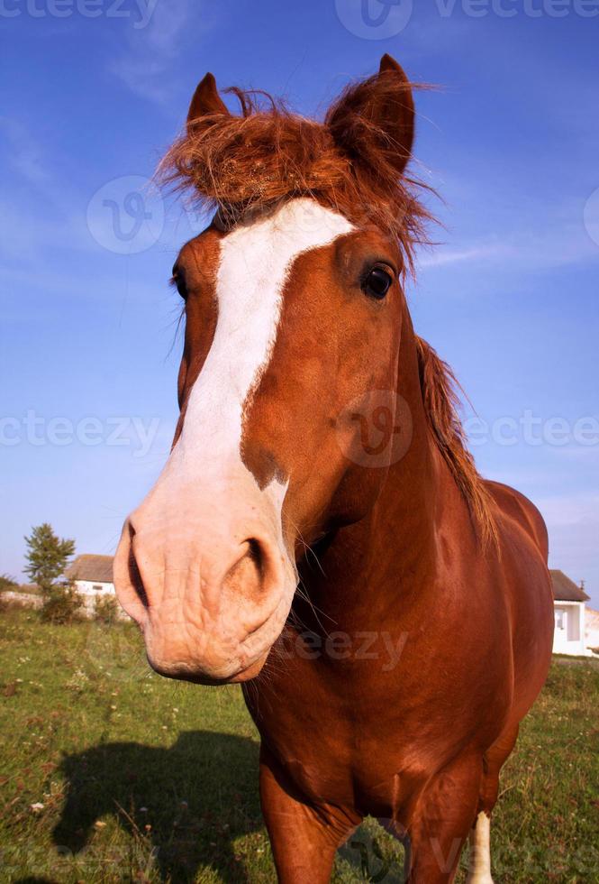retrato de caballo foto