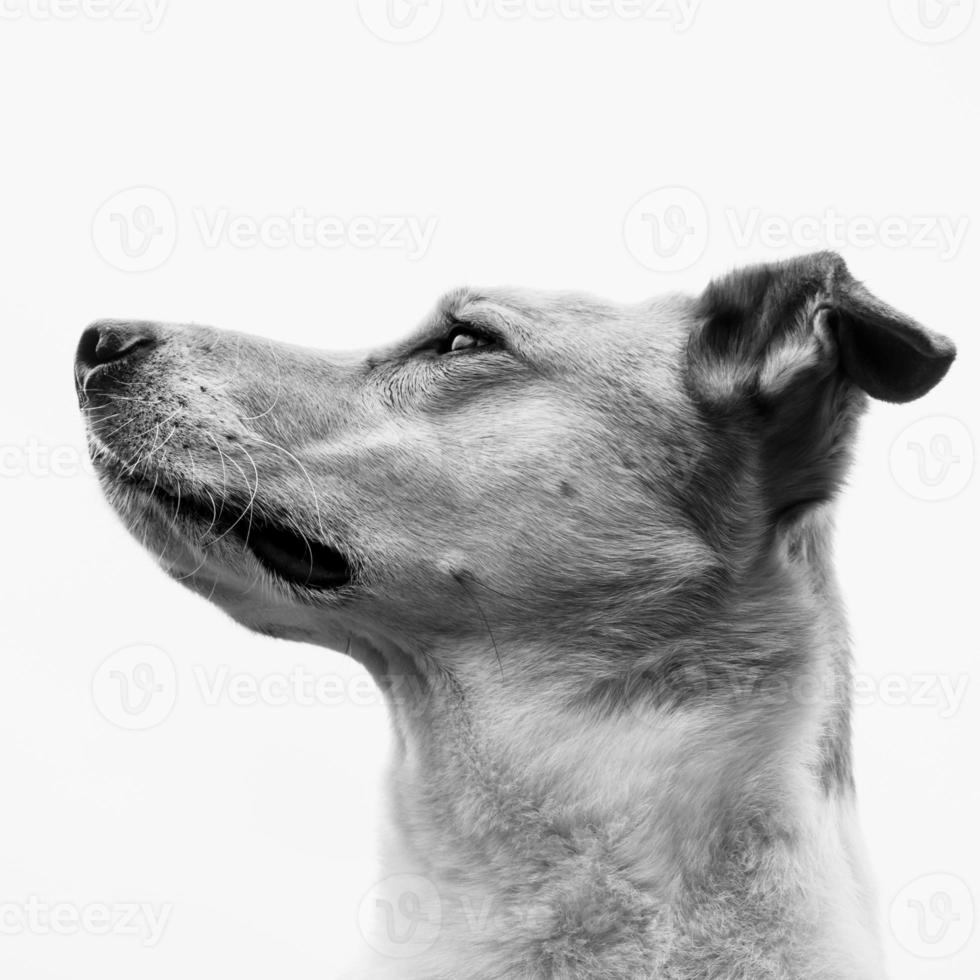 dog portrait photo