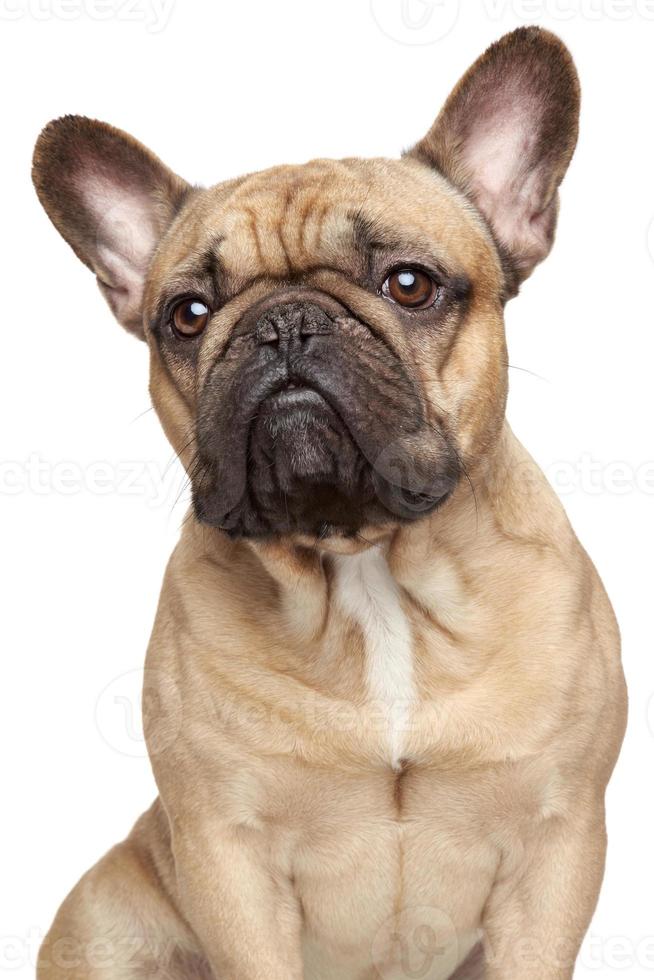 Retrato de bulldog francés foto