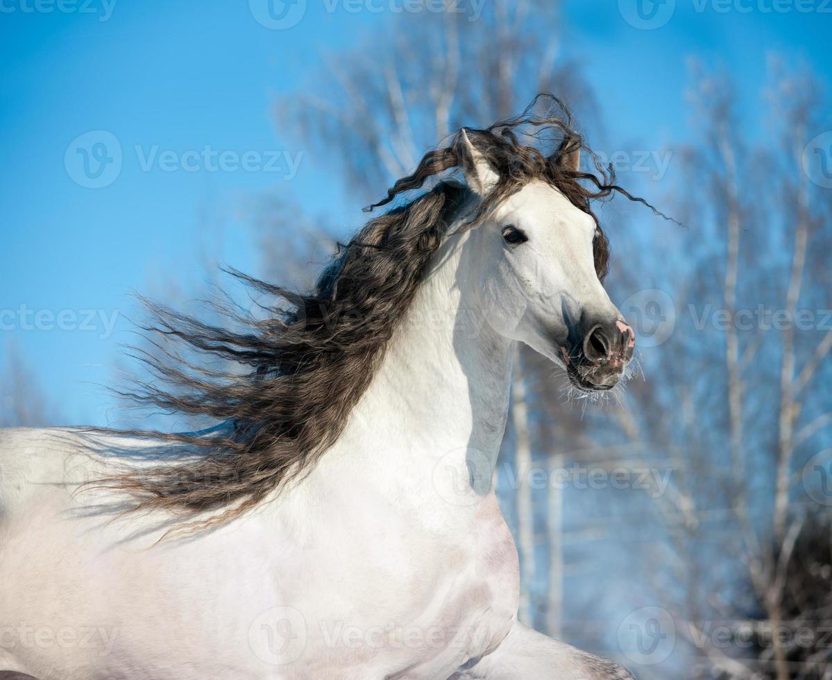white horse portrait photo
