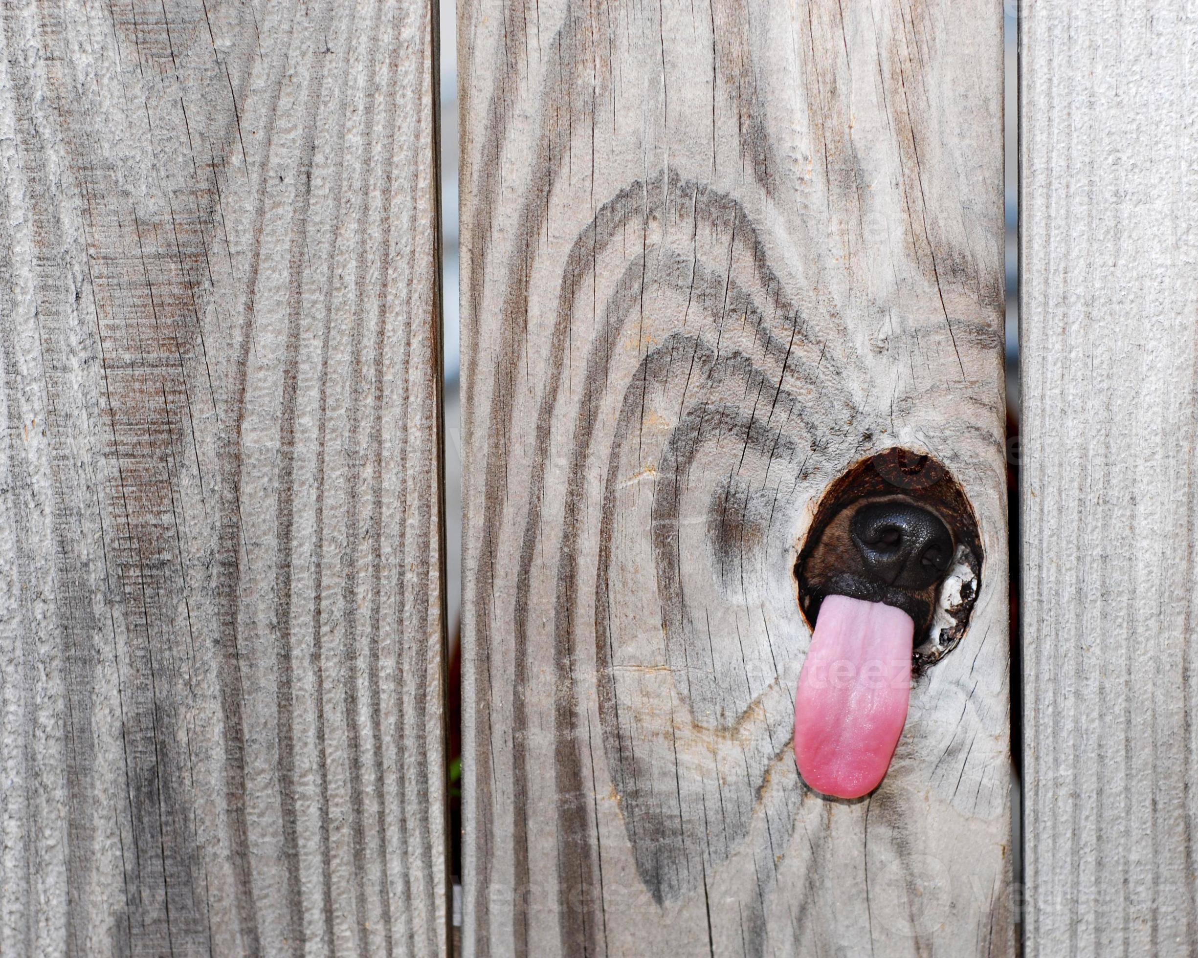 Дырка в заборе