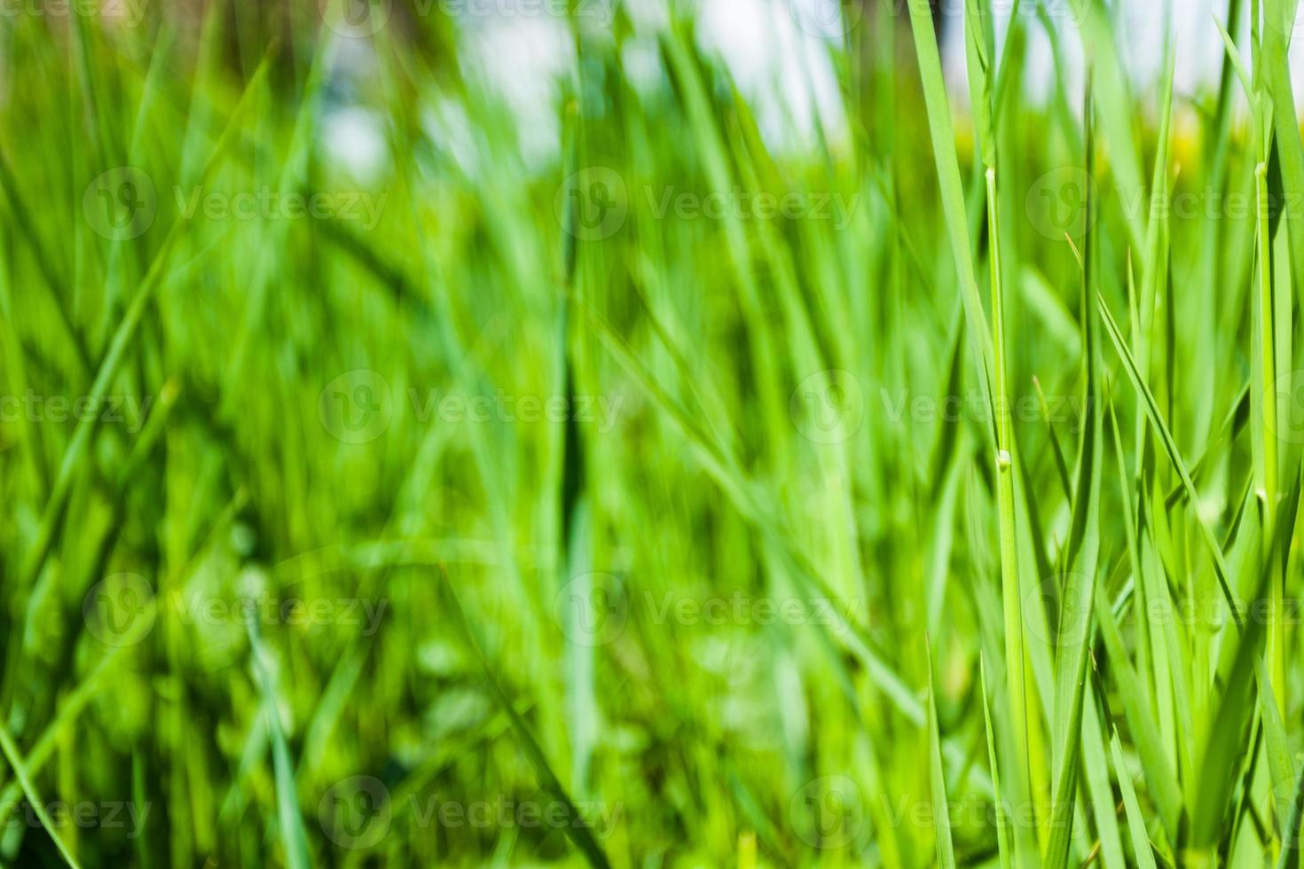 Grass close up photo
