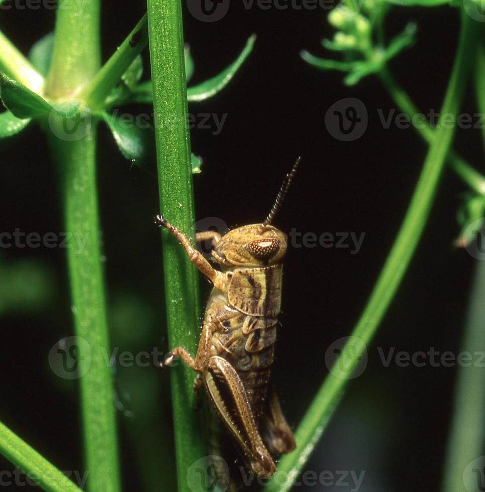 Grasshopper close-up photo