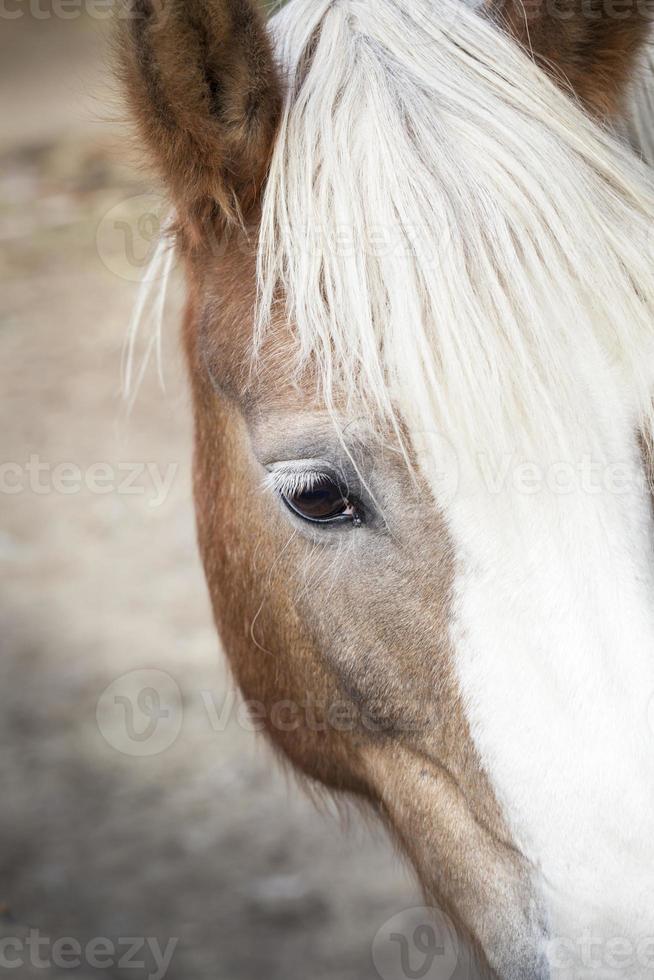 Close-up Horse photo