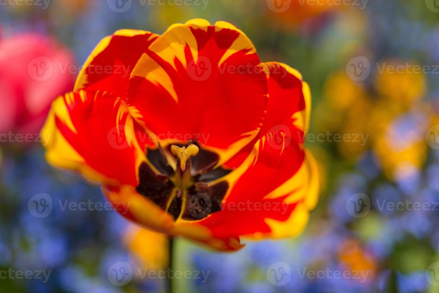 primer plano de tulipán foto