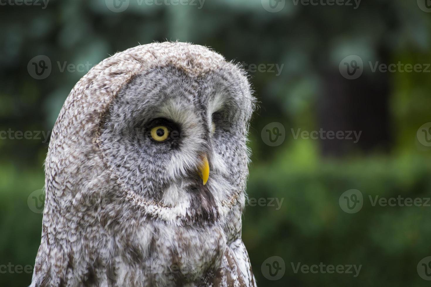 owl close up photo