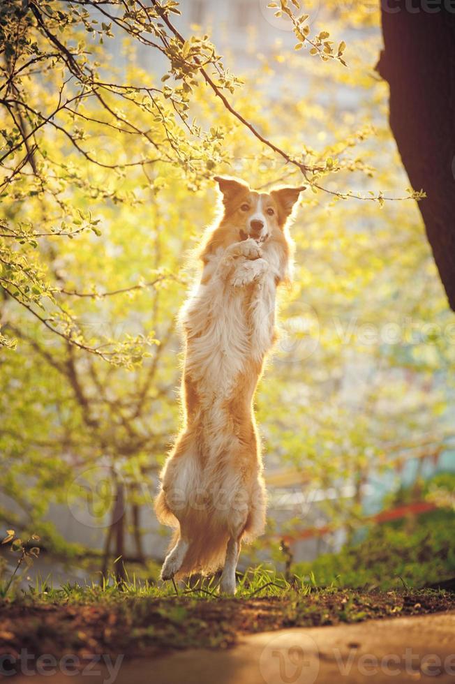 Border collie dog stand up in sunshine 899786 Stock Photo at Vecteezy