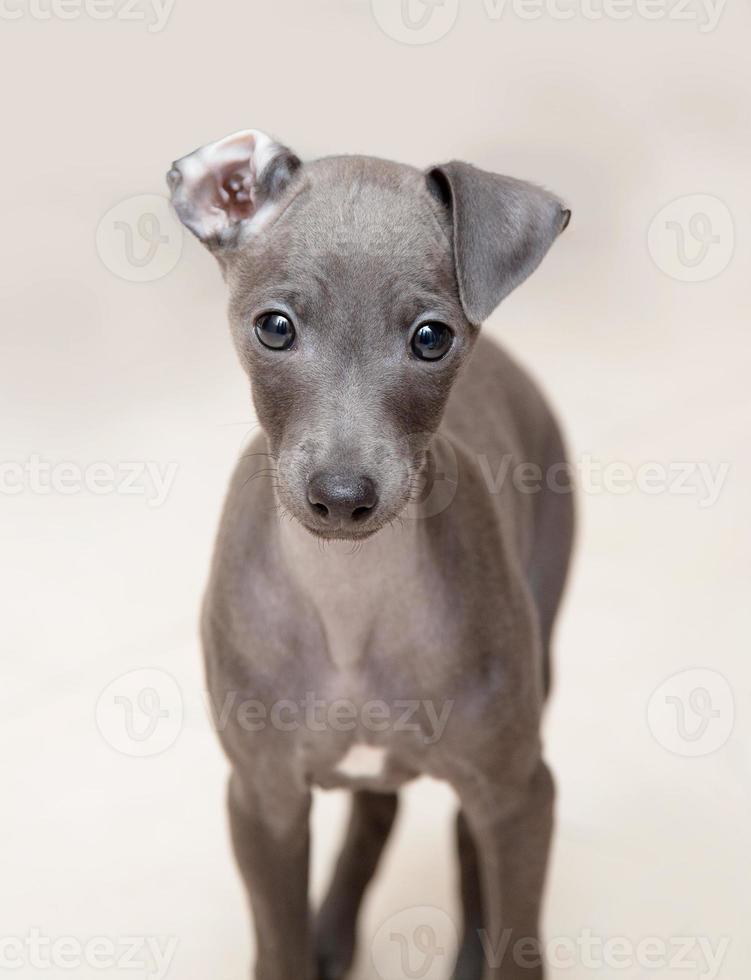 Italian greyhound puppy 899805 Stock Photo at Vecteezy