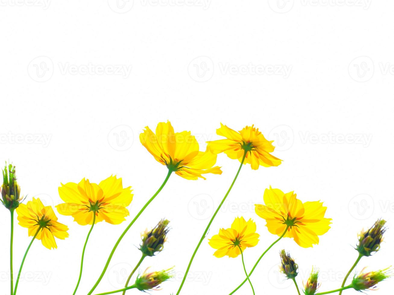 Yellow cosmos flower isolated on white background photo