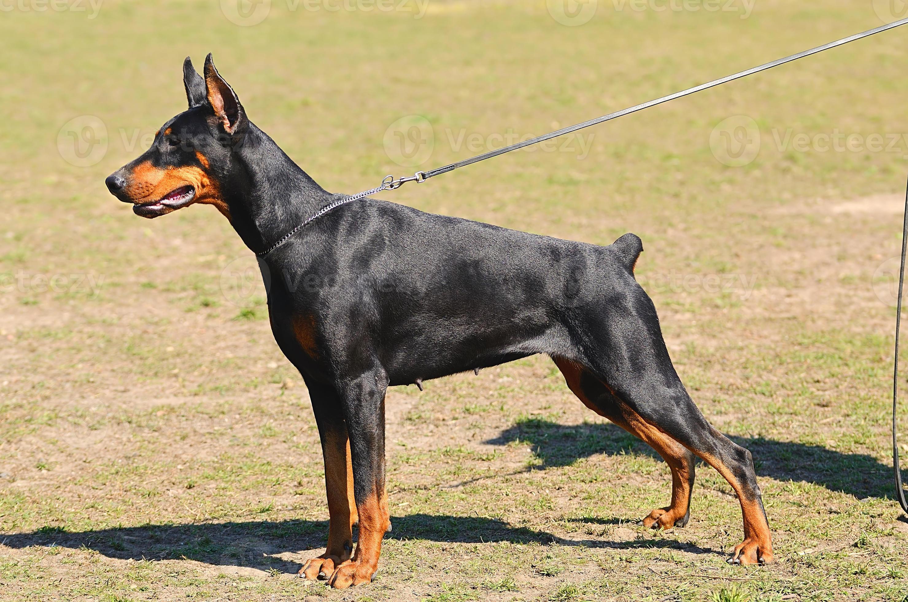 Doberman Pinscher portrait 900178 Stock Photo at Vecteezy