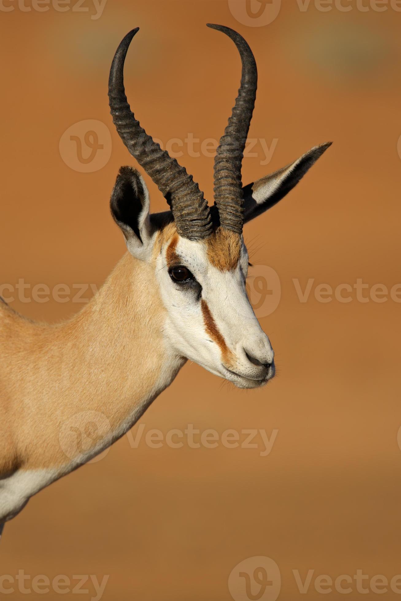 Springbok antelope portrait photo