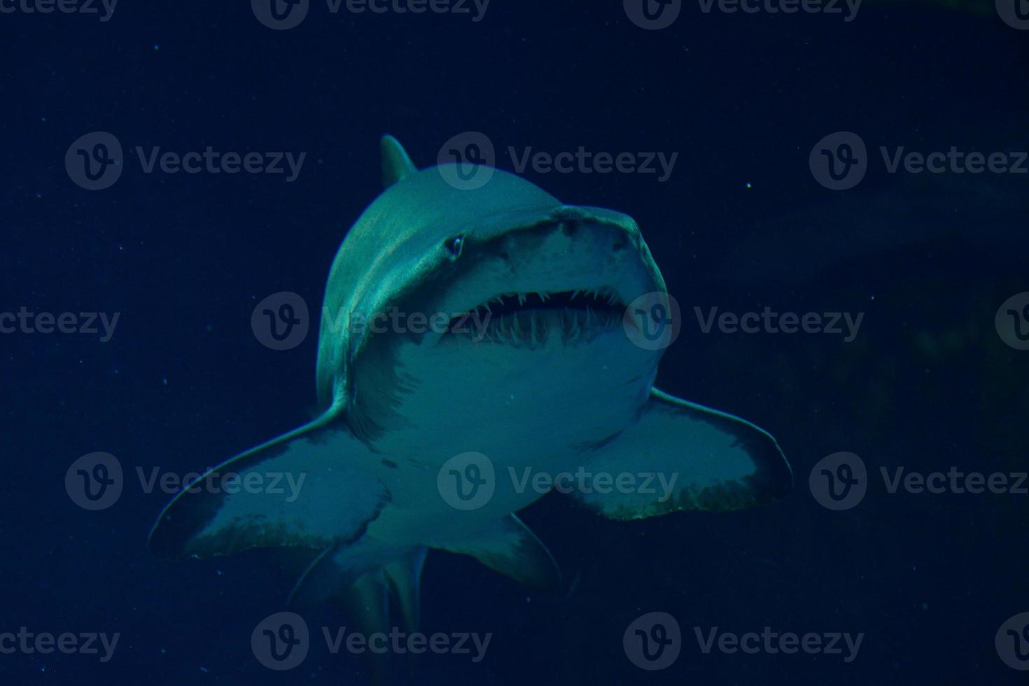 Hammer Head Shark Stock Photos, Images and Backgrounds for Free Download