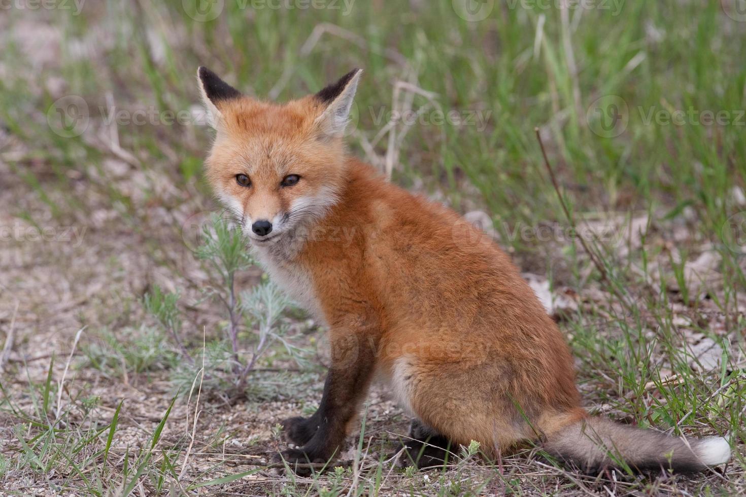 Red fox pup photo