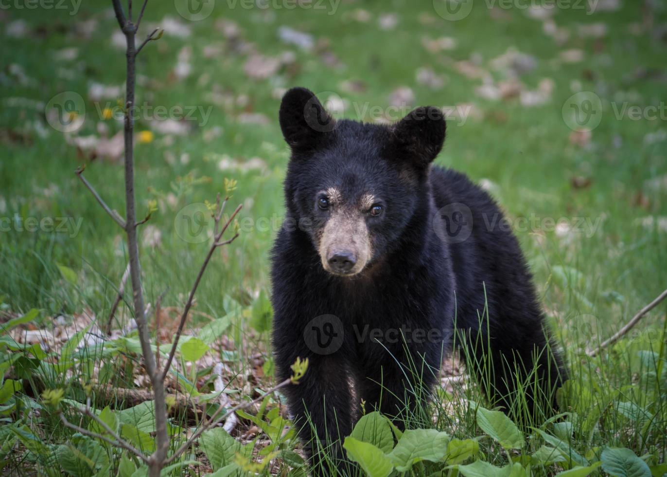 oso negro en madeline foto