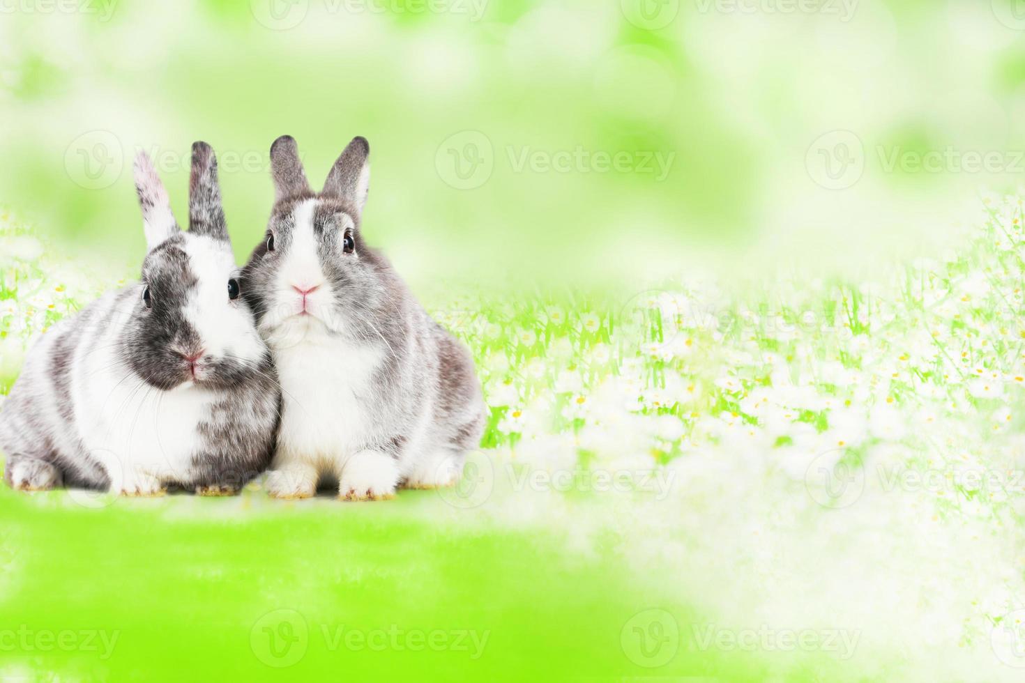 Cute rabbit on green natural background photo