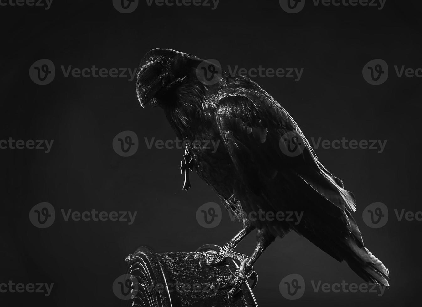 black raven photo