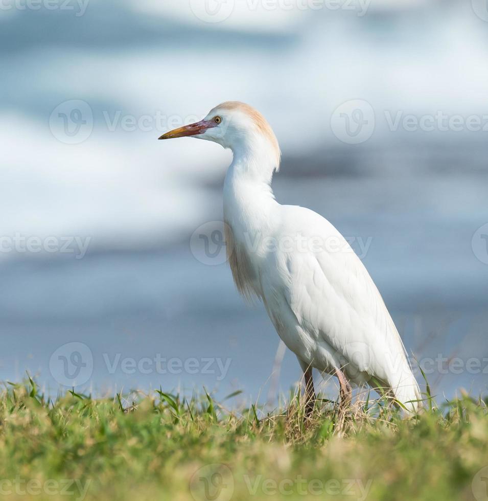 Cattle Egret photo