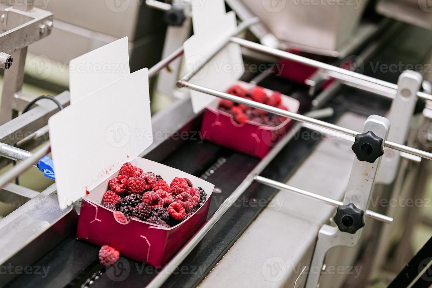frozen raspberry processing business photo