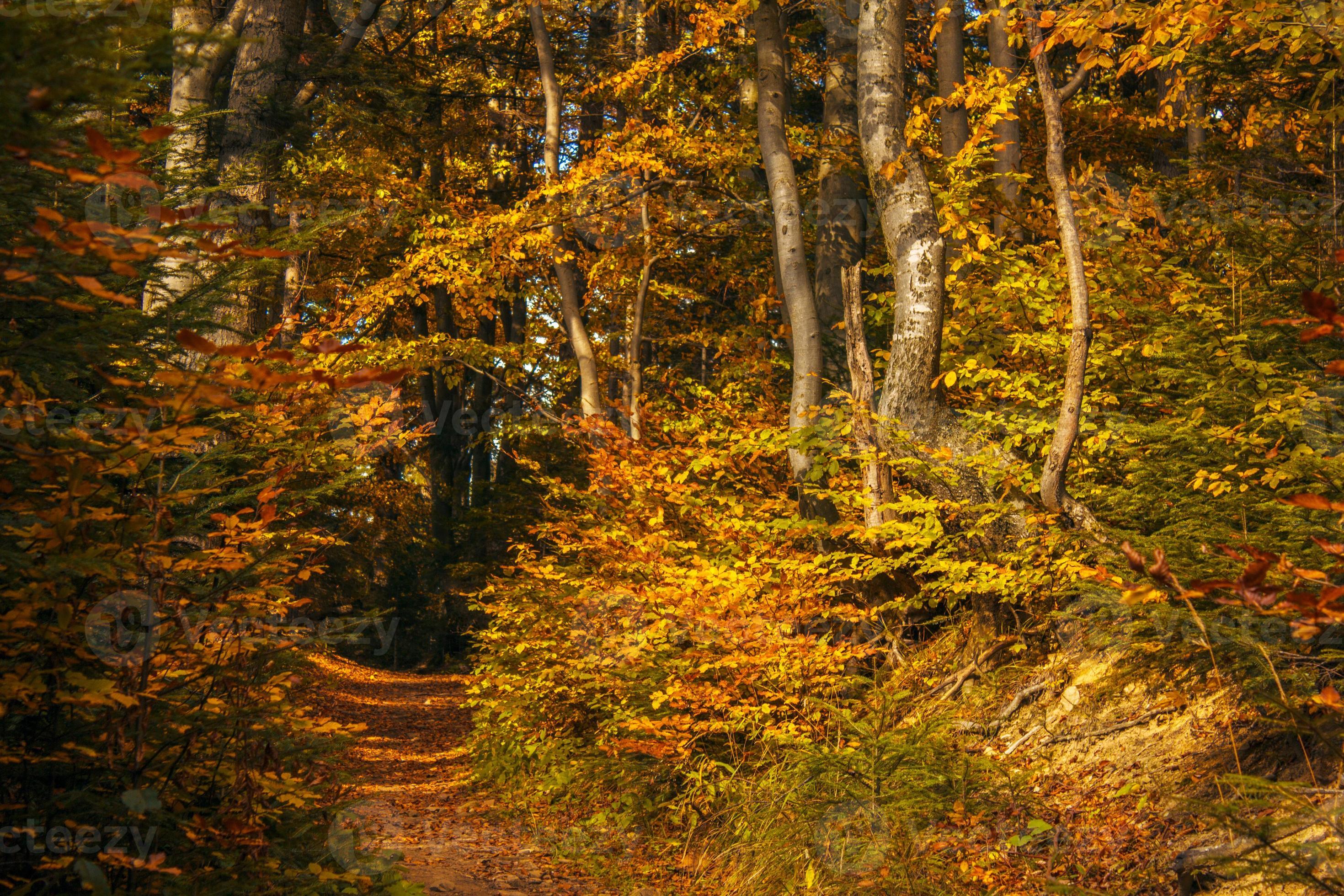 Autumn Forest Path Stock Photo Autumn Forest Path Stock Photo