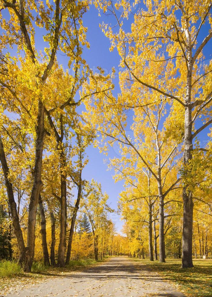 hermosa escena de otoño con árboles de colores brillantes foto