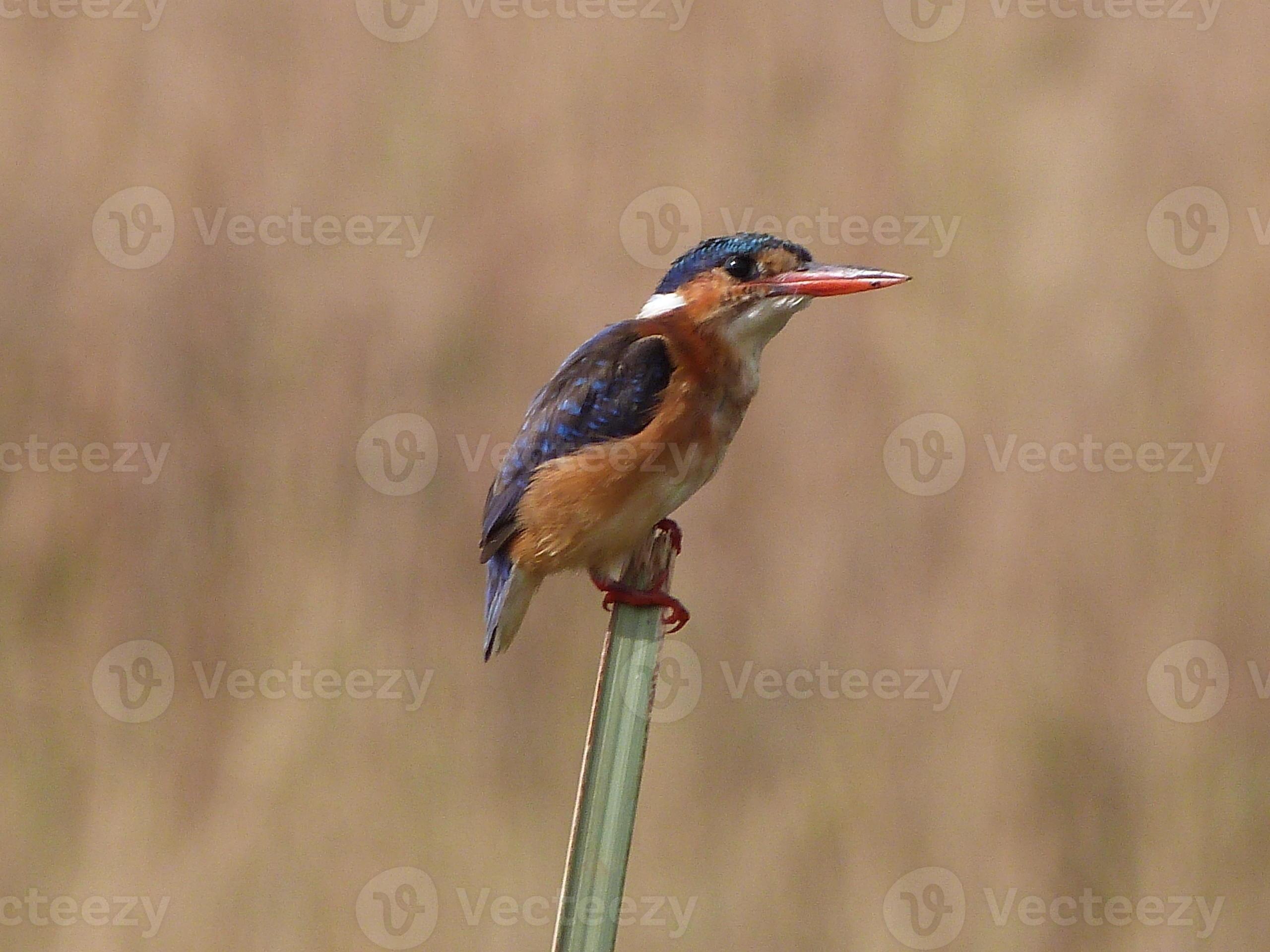 Malachite Kingfisher perched photo