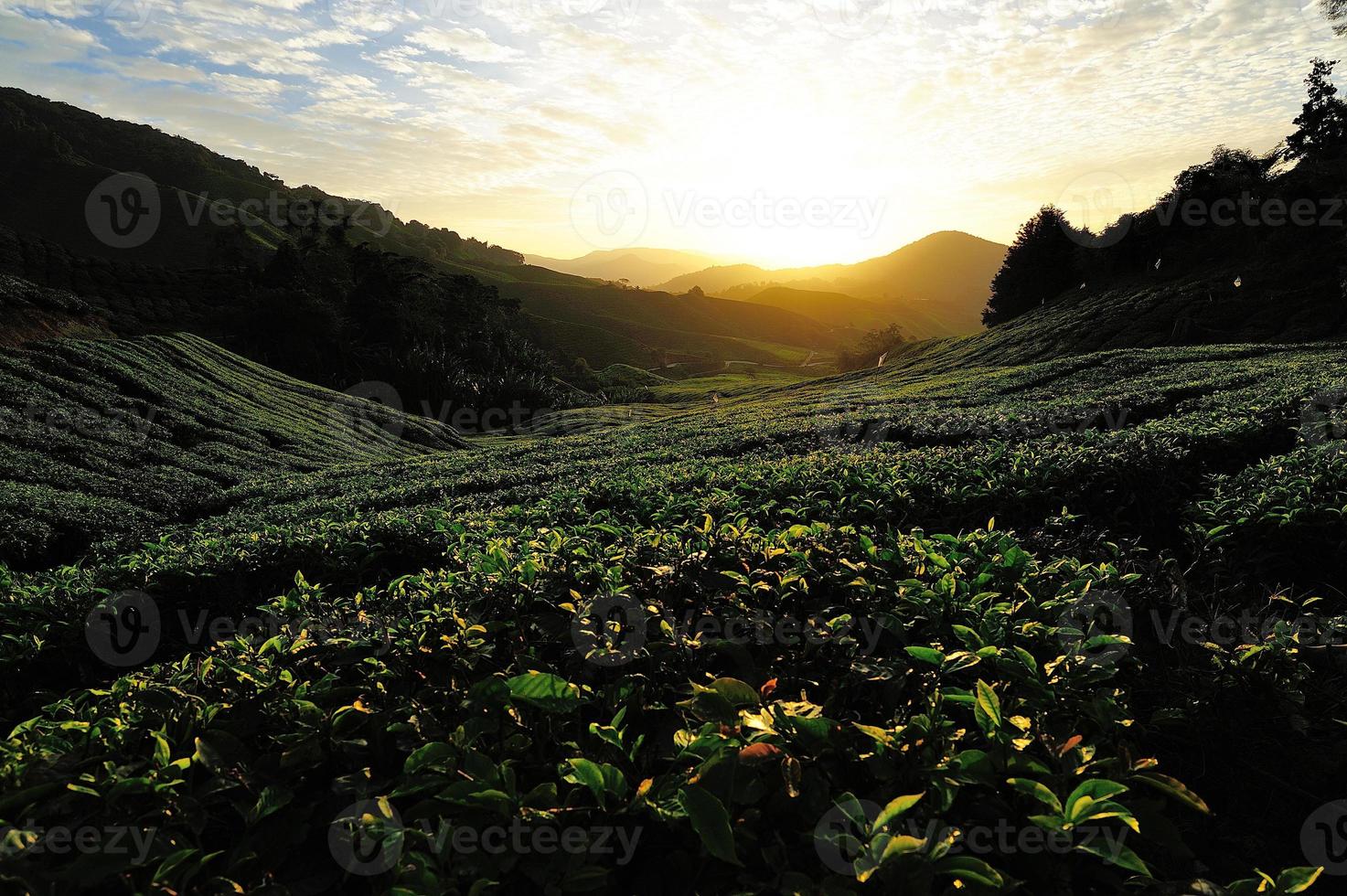 Tea Plantation Fields at Sunrise photo