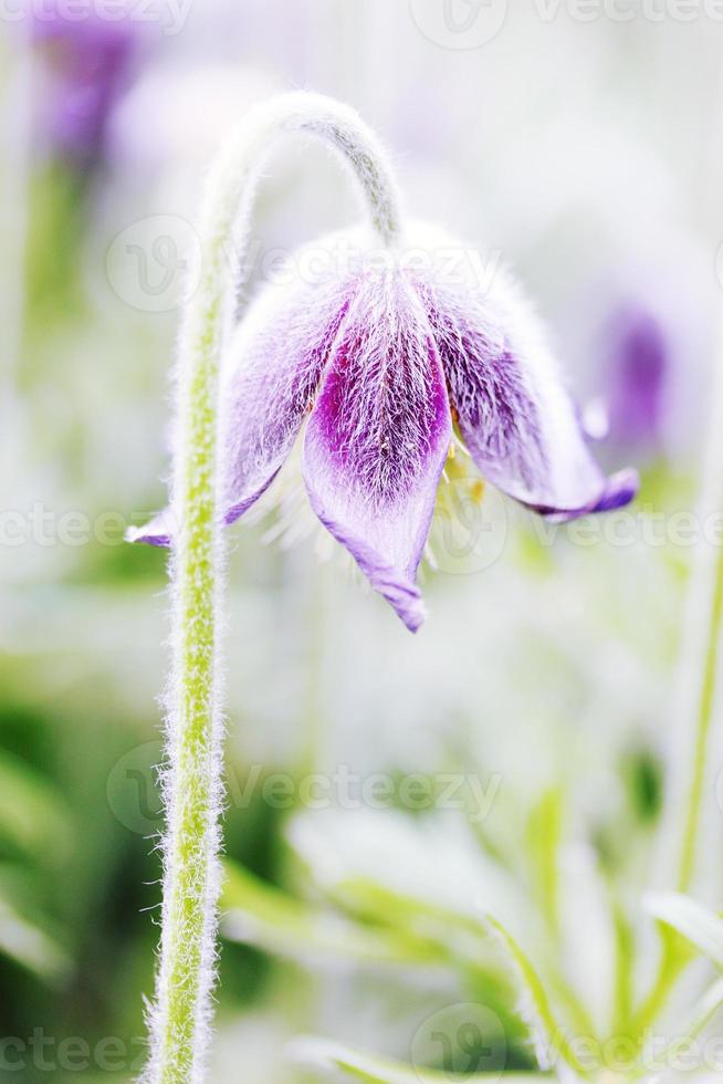 purple flower photo