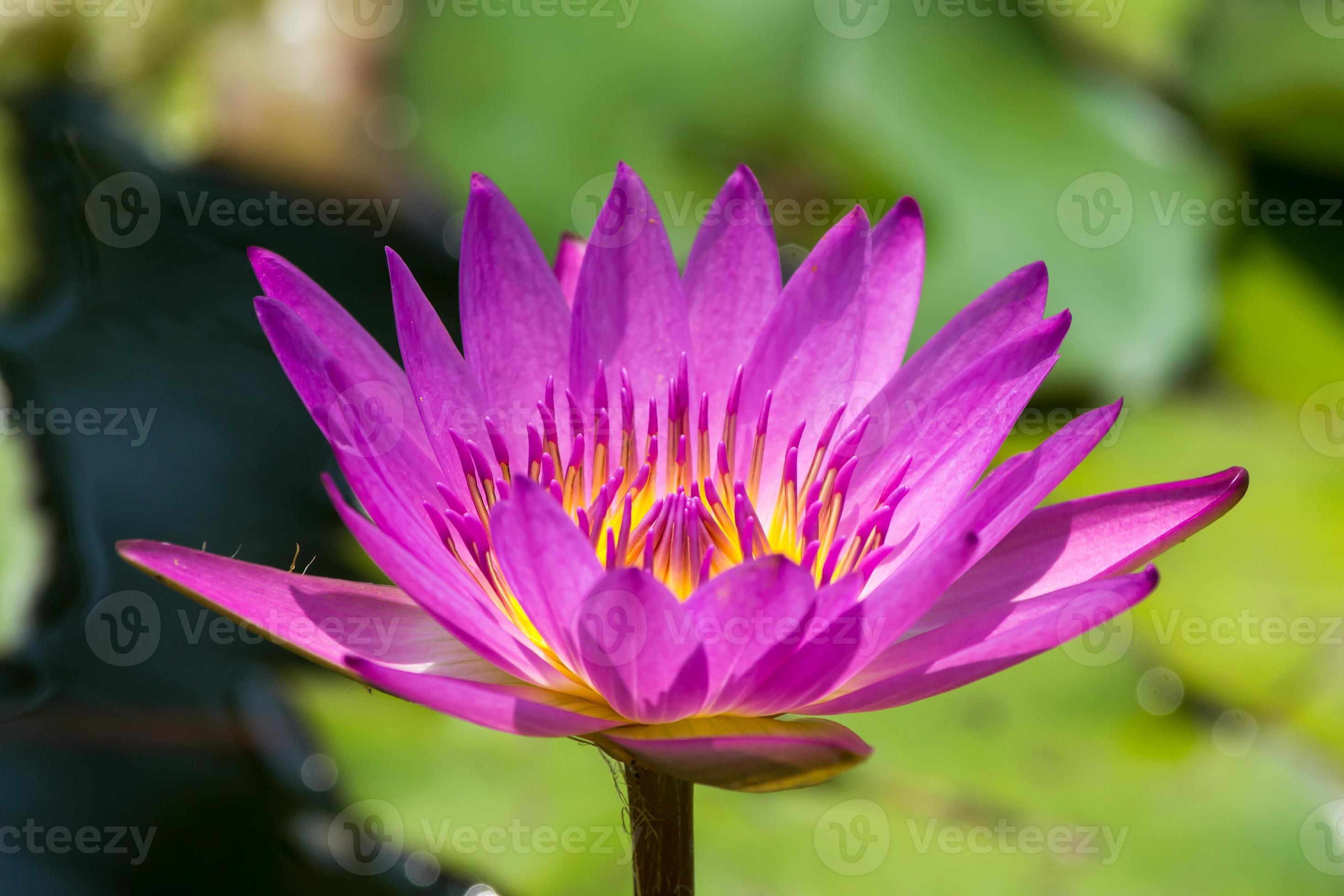 lotus flowers photo