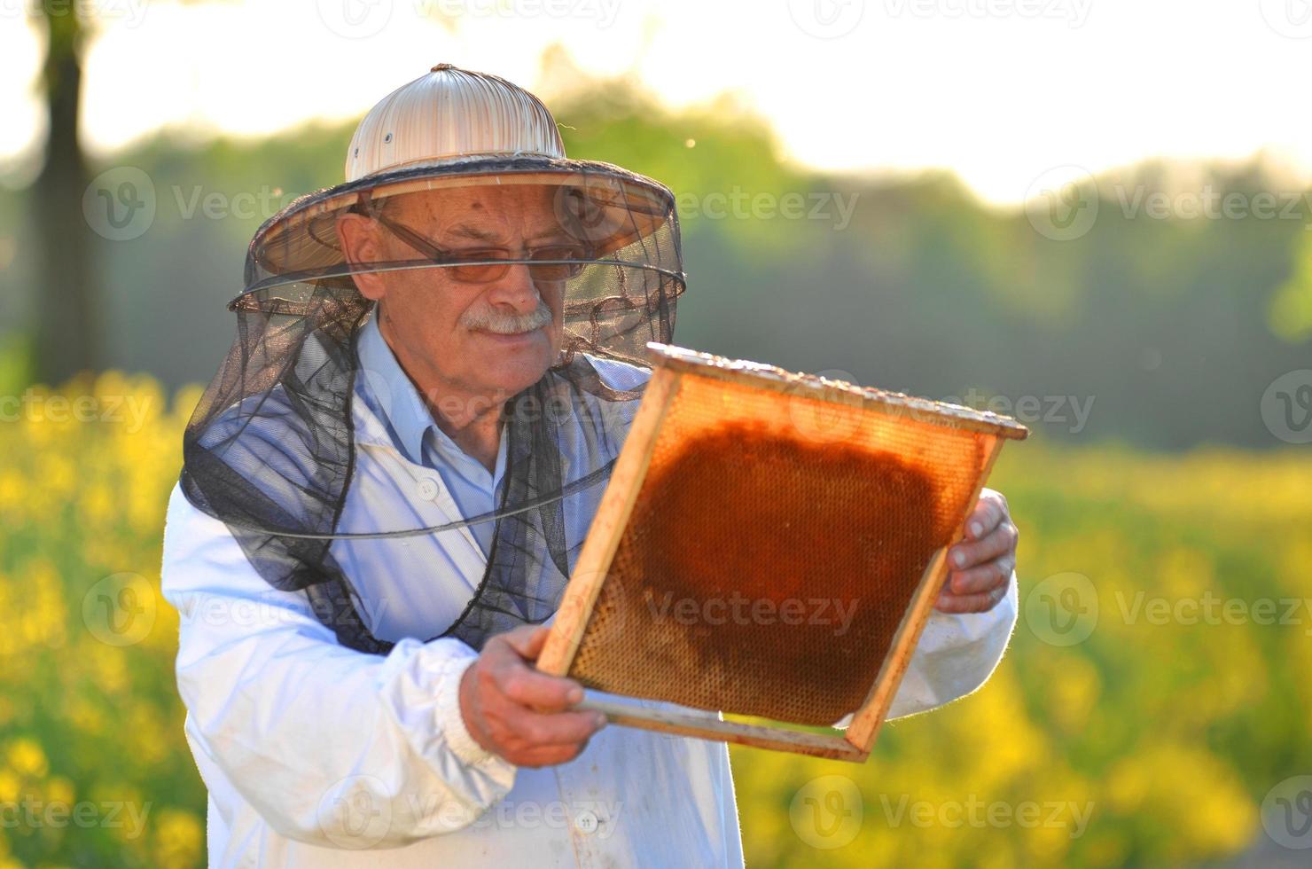 experienced senior apiarist working in the blooming rapeseed field photo