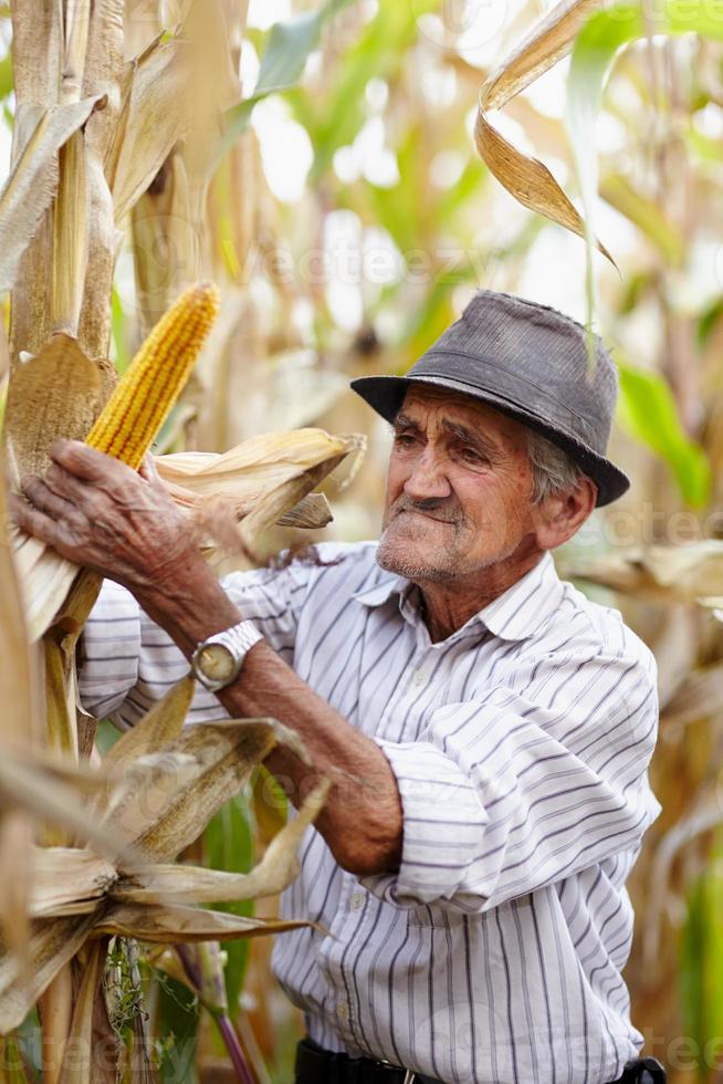 Old man at corn harvest photo
