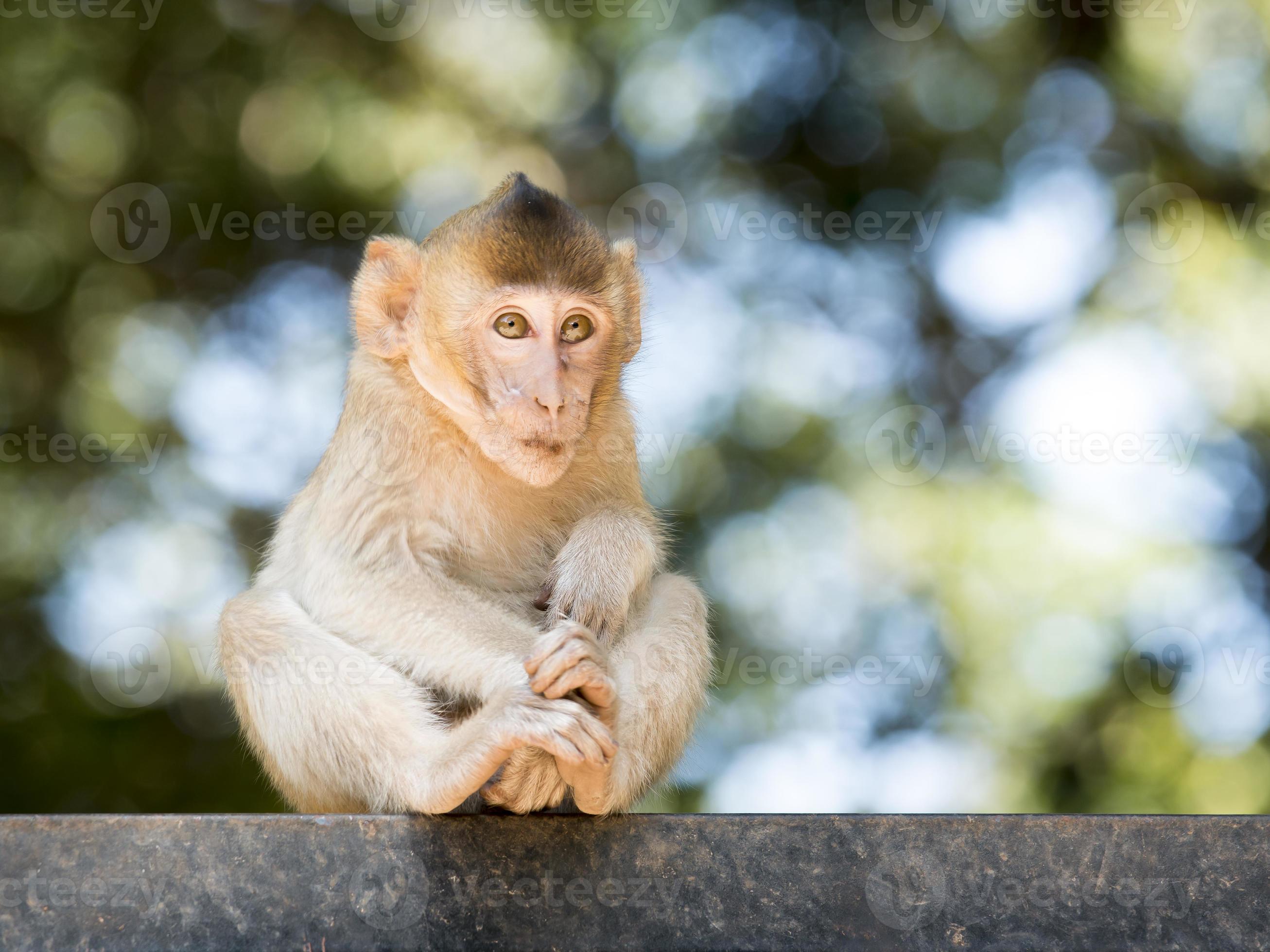 Baby Monkey Stock Photo