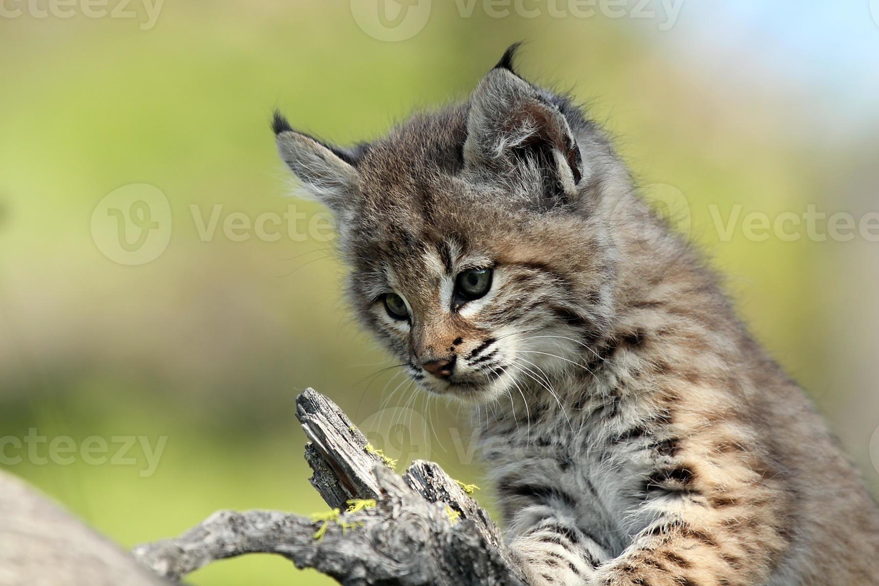 Baby Bobcat Stock Photo At Vecteezy Baby Bobcat Stock Photo At Vecteezy